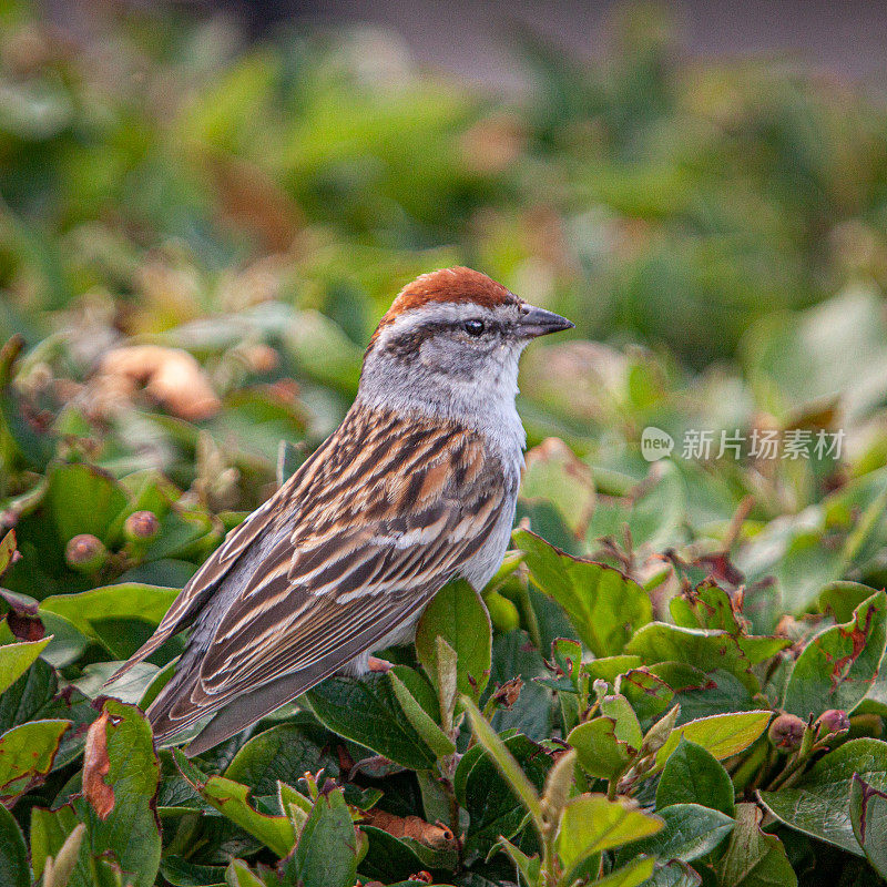 残酷的家庭，(Spizella passerina)，切麻雀。